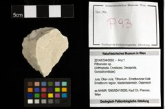 Foto (Objekt + Etiketten) von Pithonoton sp. 